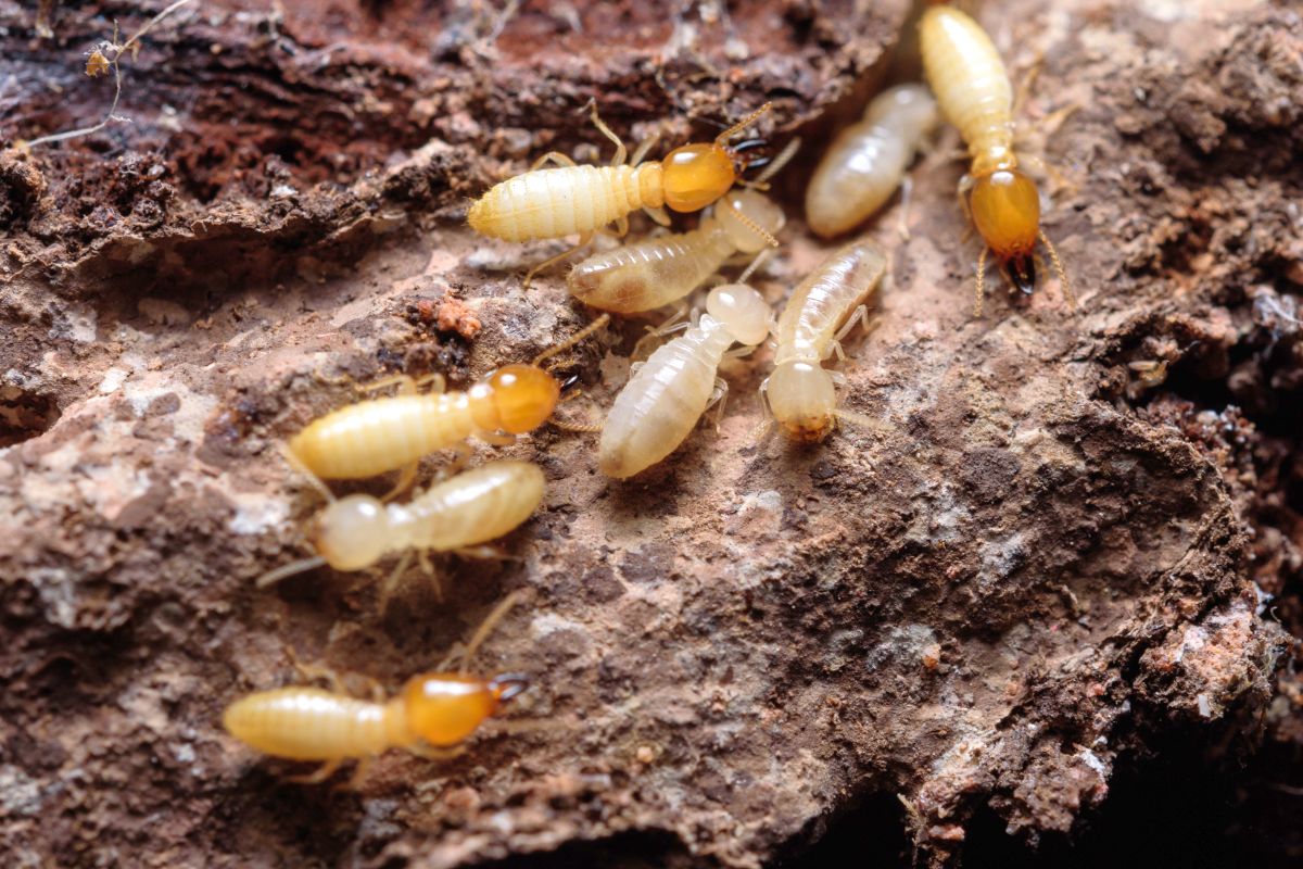 traitement termites