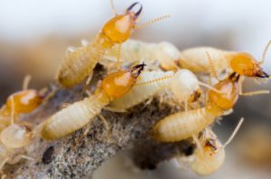 Le termite ou fourmis blanche