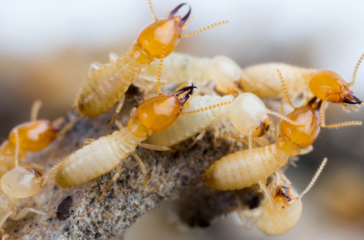 (c) Termite.fr