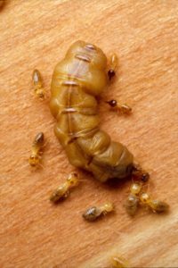 La reine des termites